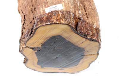 African Blackwood 240x150 mm - Gren0554