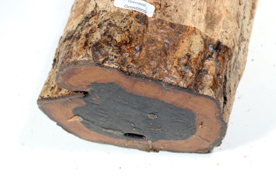 Stammabschnitt Grenadill 245x120 mm - Gren0509