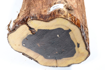 African Blackwood 250x150 mm - Gren0553