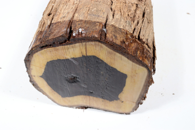 African Blackwood 255x130 mm - Gren0542