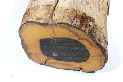 African Blackwood 285x130 mm - Gren0507