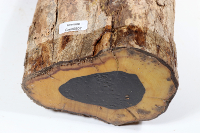 African Blackwood 285x130 mm - Gren0507