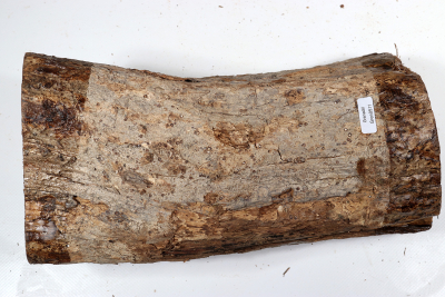 African Blackwood 290x140 mm - Gren0511