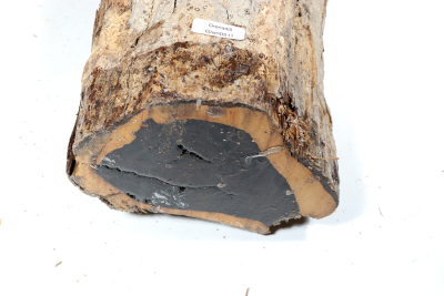 African Blackwood 290x140 mm - Gren0511