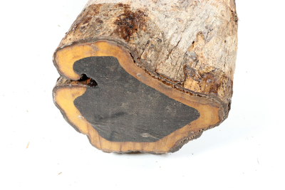 African Blackwood 290x140 mm - Gren0511