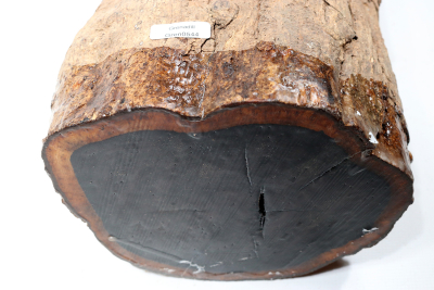 African Blackwood 540x160mm - Gren0544 African Blackwood 540x160mm - Gren0544