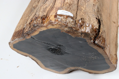 African Blackwood 590x180mm - Gren0619 African Blackwood 590x180mm - Gren0619
