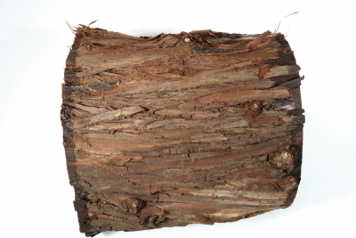 Stammabschnitt Ölweide 220x175mm - Oelwei0065