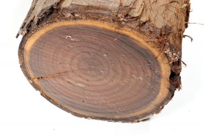 Silverberry 240x135mm - Oelwei0066