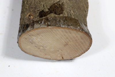 Holly 225x70mm - Ilex0240
