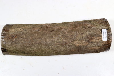 Holly 235x75mm - Ilex0246