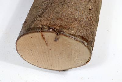 Holly 240x110mm - Ilex0247