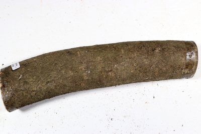 Stammabschnitt Stechpalme 240x50mm - Ilex0238