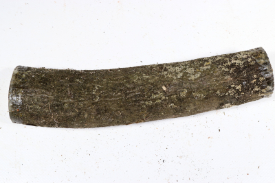 Stammabschnitt Stechpalme 240x50mm - Ilex0238
