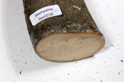 Stammabschnitt Stechpalme 240x50mm - Ilex0238