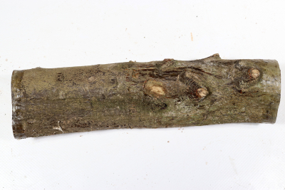Holly 240x50mm - Ilex0239