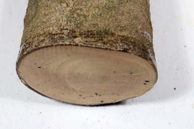 Holly 310x100mm - Ilex0245