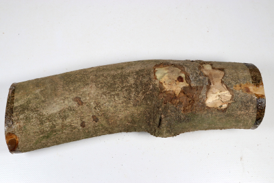 Stammabschnitt Stechpalme 320x85mm - Ilex0304