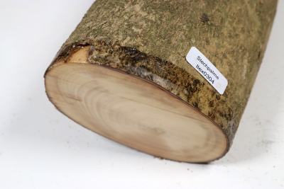 Stammabschnitt Stechpalme 320x85mm - Ilex0304