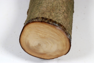 Stammabschnitt Stechpalme 320x85mm - Ilex0304