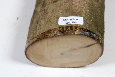 Stammabschnitt Stechpalme 320x85mm - Ilex0306