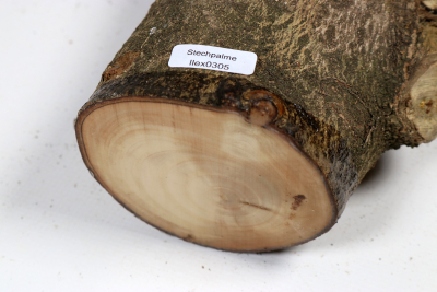 Holly 390x85mm - Ilex0305