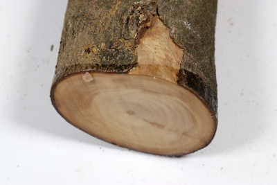 Holly 390x85mm - Ilex0305