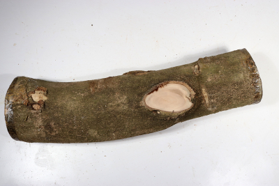 Holly 400x100mm - Ilex0242