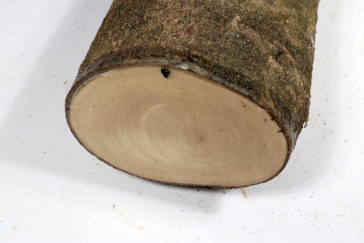 Holly 420x100mm - Ilex0243
