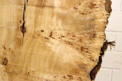 Tabletop Poplar Burl 1580x980x65mm -  TTX102M