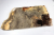 Abschnitt Buckeye Maser 450x210x48mm - Buck0141