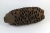 Banksia Grandis Zapfen groß 21cm