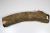 Stammabschnitt Stechpalme 390x85mm - Ilex0305