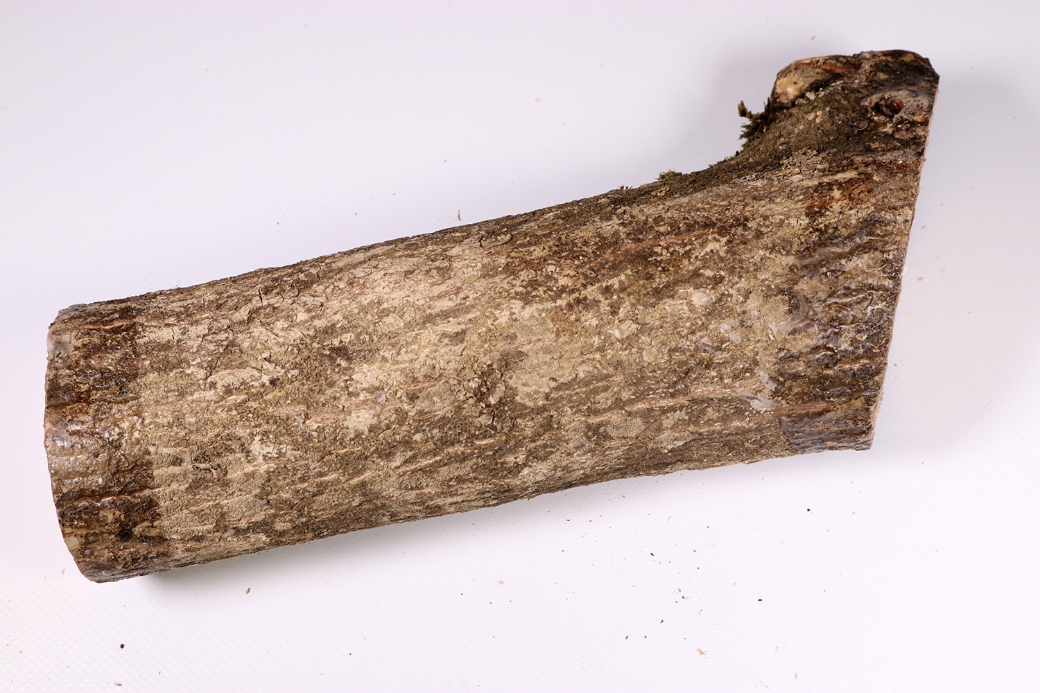 Astabschnitt Pfaffenhütchen 240x70mm Pfaff0143 Feines Holz