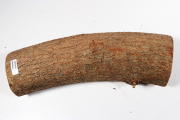 European Smoketree 260x70mm - Pe...