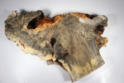 Burl Slab Buckeye Burl 560x350x7...