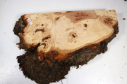 Linden Tree Burl 380x240x52mm - ...