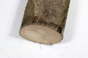 Stammabschnitt Stechpalme 235x75...