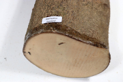 Stammabschnitt Stechpalme 240x11...