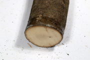 Holly 240x50mm - Ilex0238