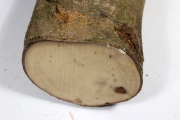 Stammabschnitt Stechpalme 400x10...